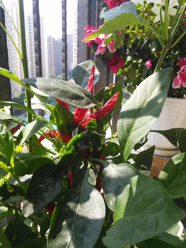 Chili plant detail